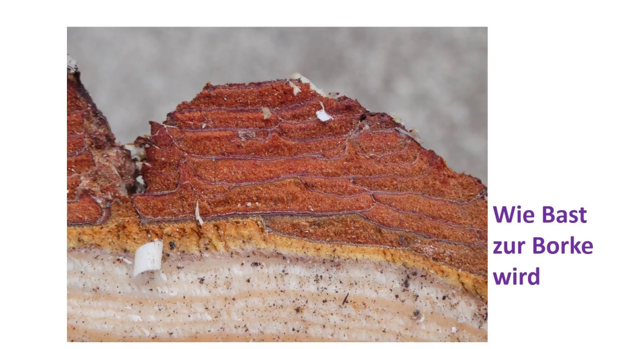 Wie Bast zur Borke wird-sekundäres Dickenwachstum bei Gymnospermen