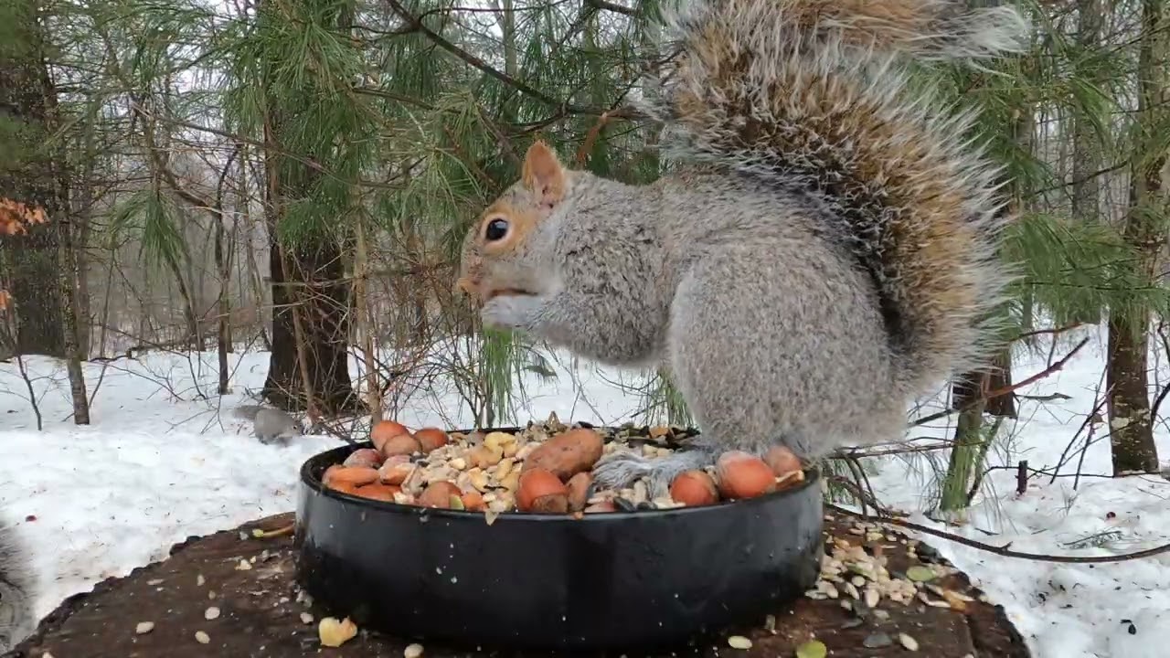 Squirrels