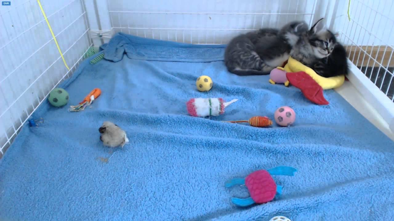 AI Kittens - Disappearing Tribble 1