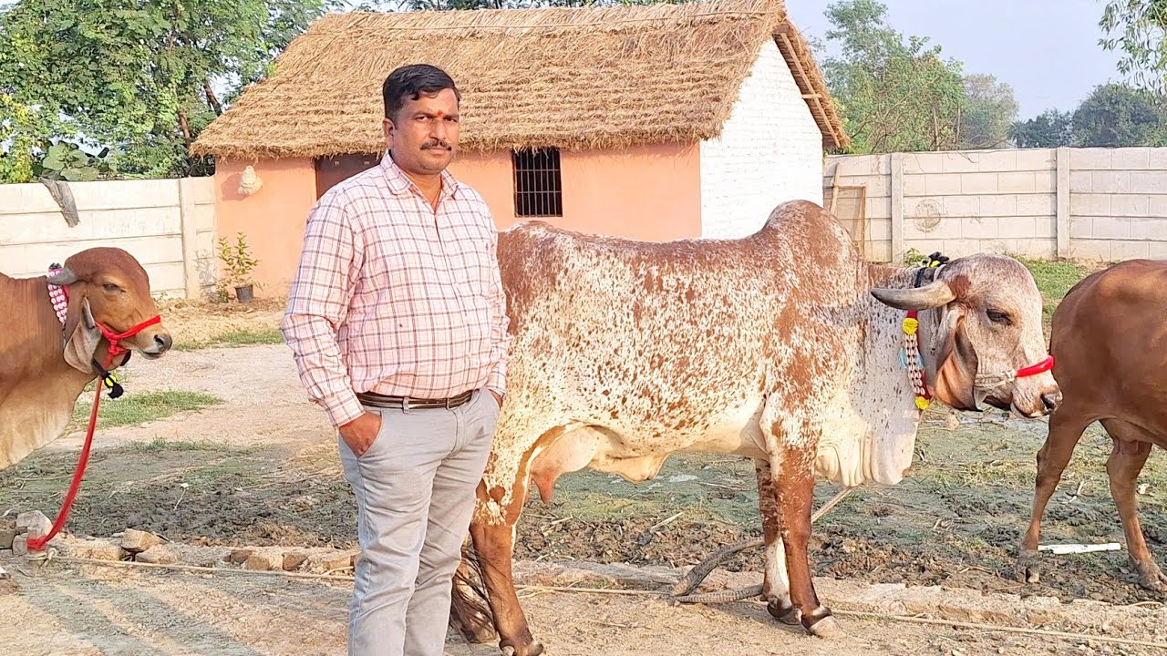 👌🚩टाॅप गिर गाय गुजरात से आई बिक्री के लिए उपलब्ध  || Radheshyam dairy farm  | gircow | gir farm 
