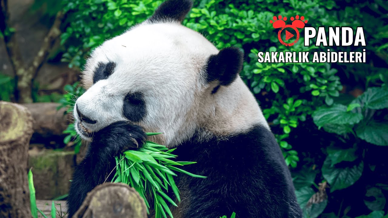 PANDALAR | Pandaların Gizemli Dünyası: Neden Bu Kadar Sevimliler? |  Hayvanlar Alemi