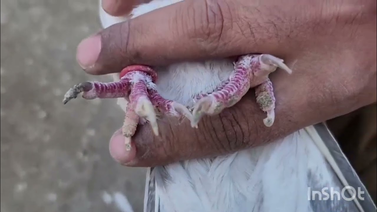 Bhai  original rampuri #kabootar ka shok mob.no 8279503887 Plz share &subscribe 
