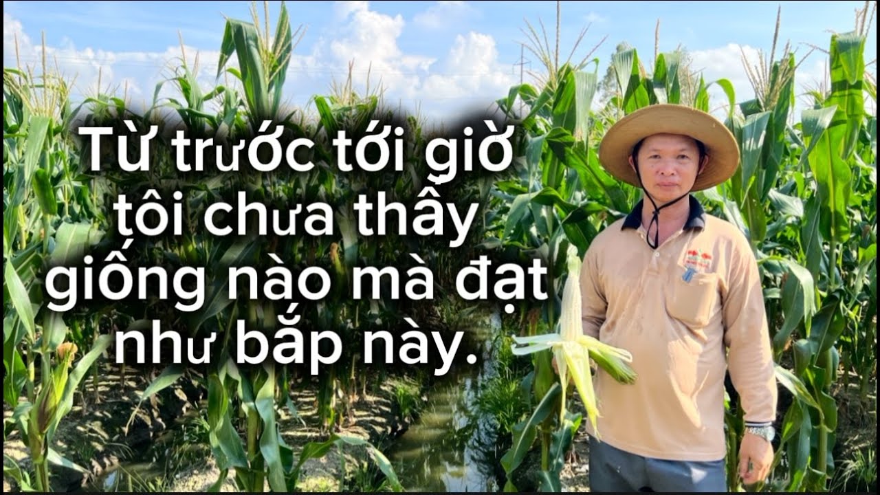 CHIA SẺ KINH NGHIỆM TRỒNG GIỐNG BẮP NẾP LION 10 Ở XÃ LONG ĐIỀN, AN GIANG !!! SONG BẢO SEED x KIỆN HÍ