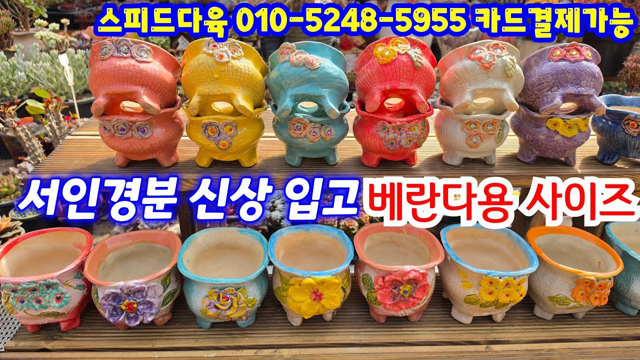 26.3.9 🌹베란다용 사이즈 서인경분 신상 입고 수목분 다육이흙 사랑이부터 각종 부자재까지 한번에 소개해요🌹 #스피드다육 010-5248-5955 전국택배 유료광고포함 