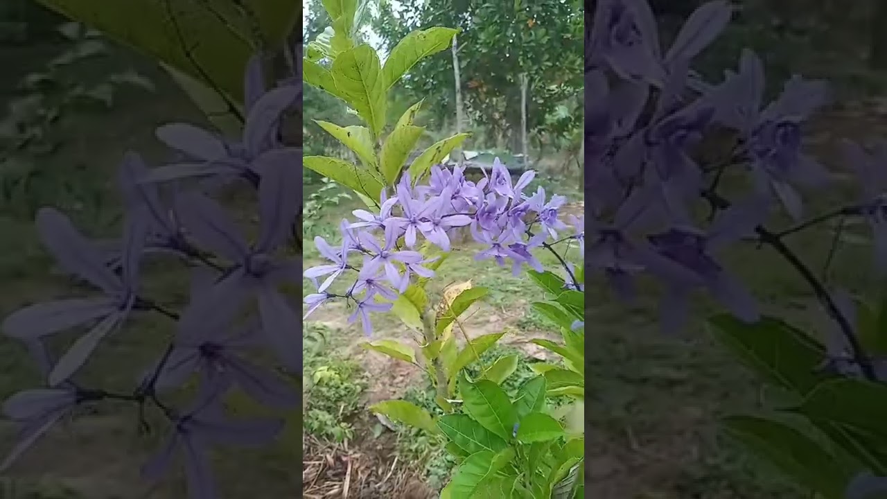 flor de S&atilde;o Miguel #shorts