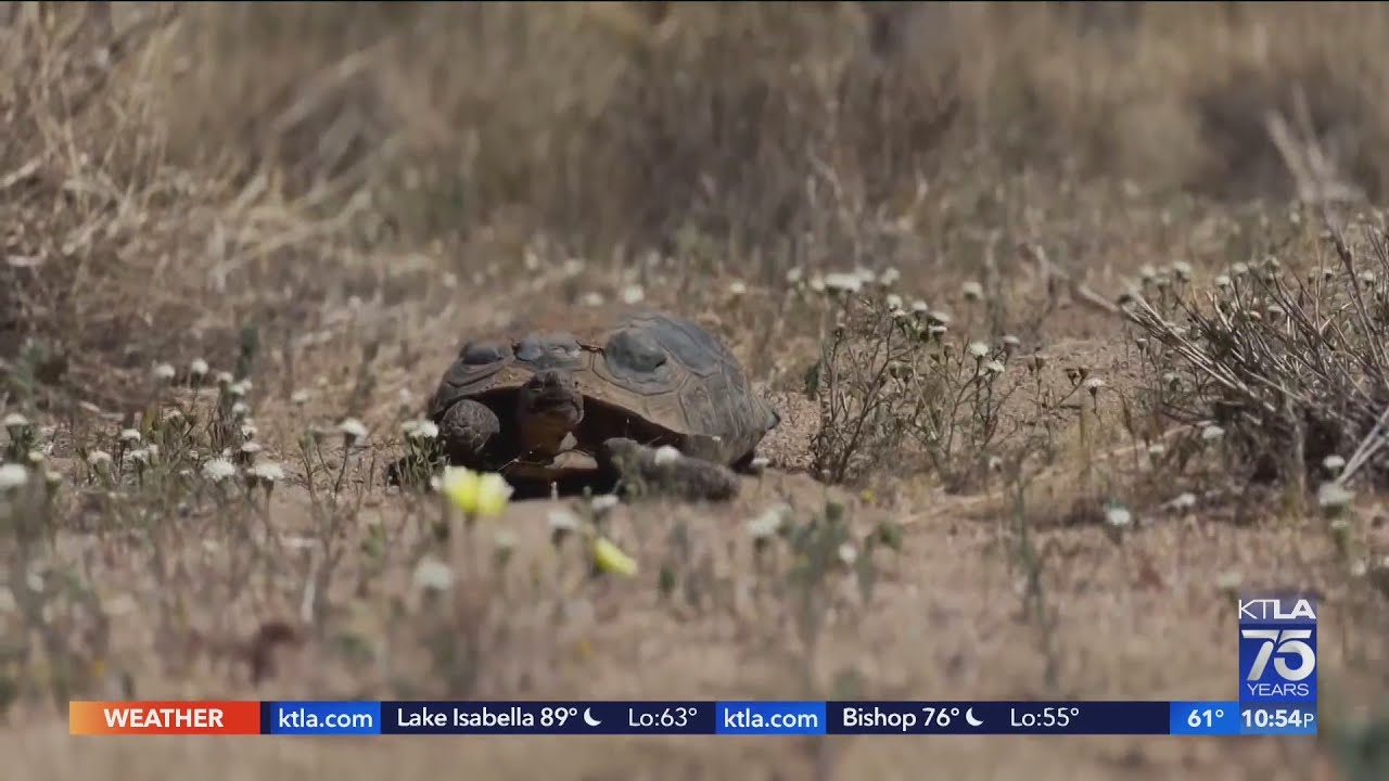 Joshua Tree's desert tortoises facing new set of challenges as experts fear risk of extinction