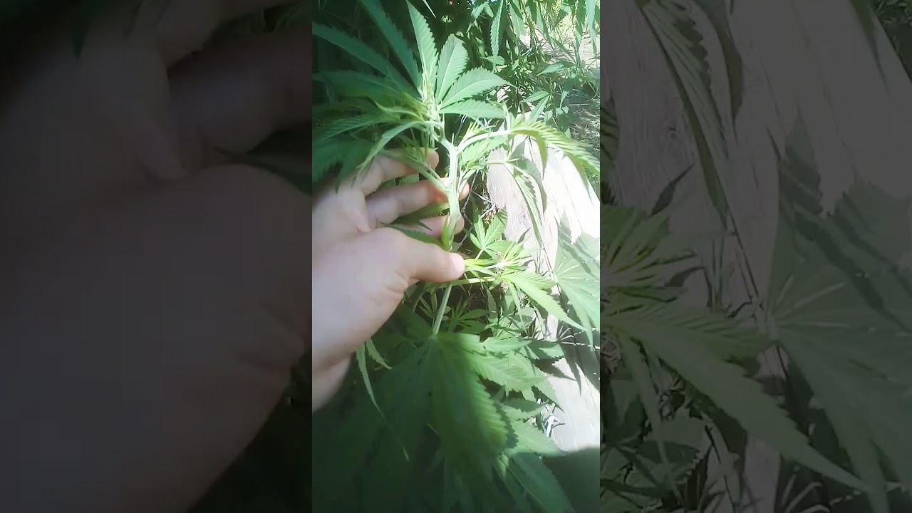 El macho y la hembra cannabis