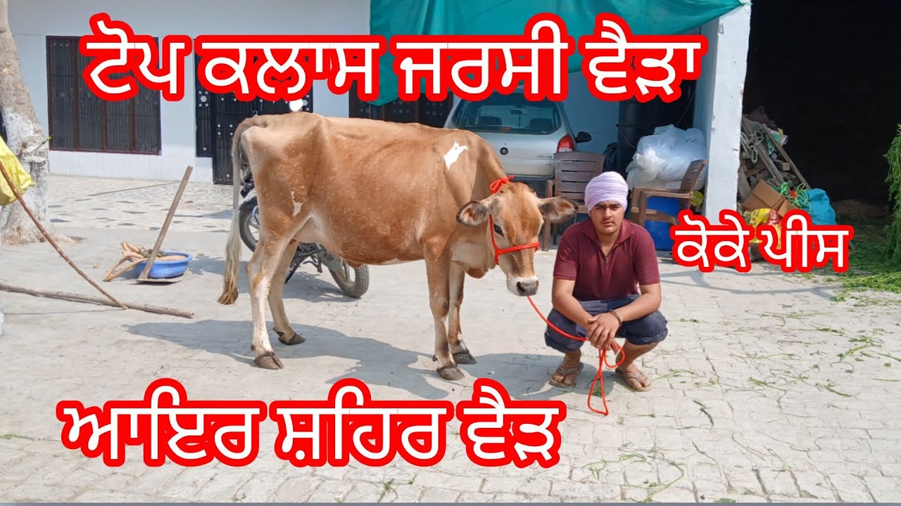 ਫੋਨ 9781228722 ਦੋ ਵੈੜਾ ਬਿਲਕੁਲ ਜਾਇਜ਼ ਮੁੱਲ ਉਡਦੀਆਂ ਵਾਲੇ ਰੇਟ /cow for sale/cheema dairy farm y