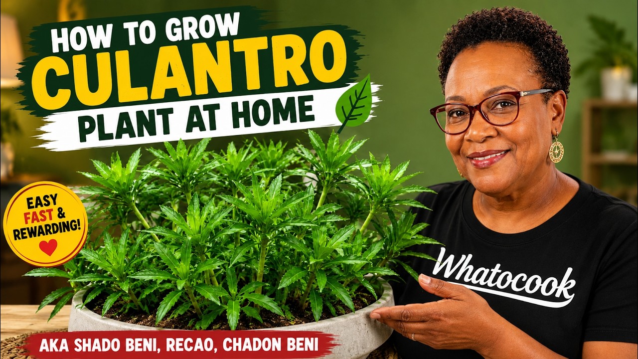 How To Grow Culantro Plant At Home | aka Shado Beni, Recao, Chadon Beni