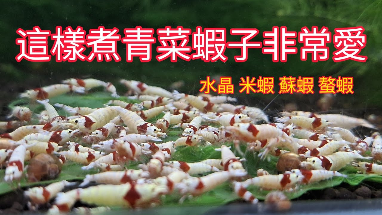 水晶蝦 米蝦 螯蝦 一起來吃燙青菜