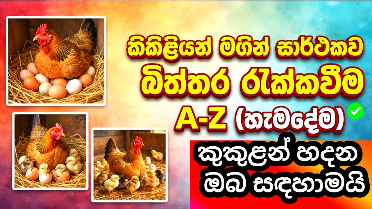 කිකිළියන් මගින් බිත්තර  රැක්කවීම / බිත්තර රැක්කවීම /properly  manage  egg  care from  village hens/