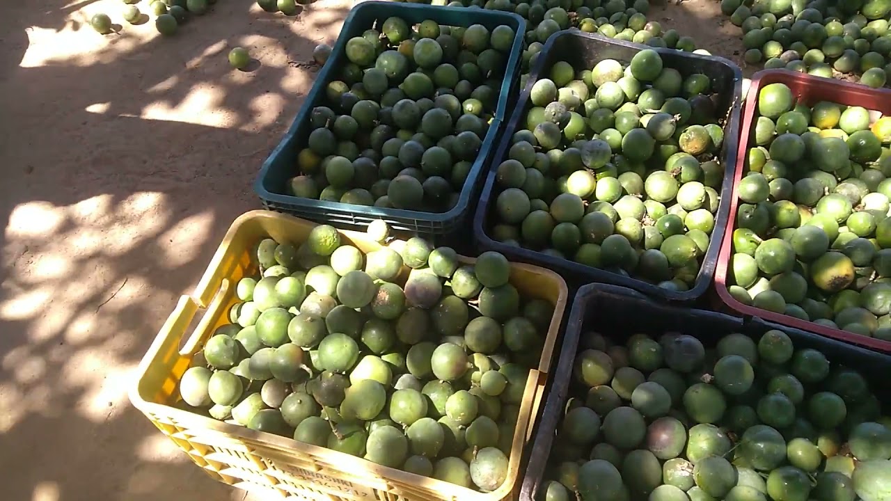 Maracuj&aacute; da Caatinga. Conhece esse fruto?