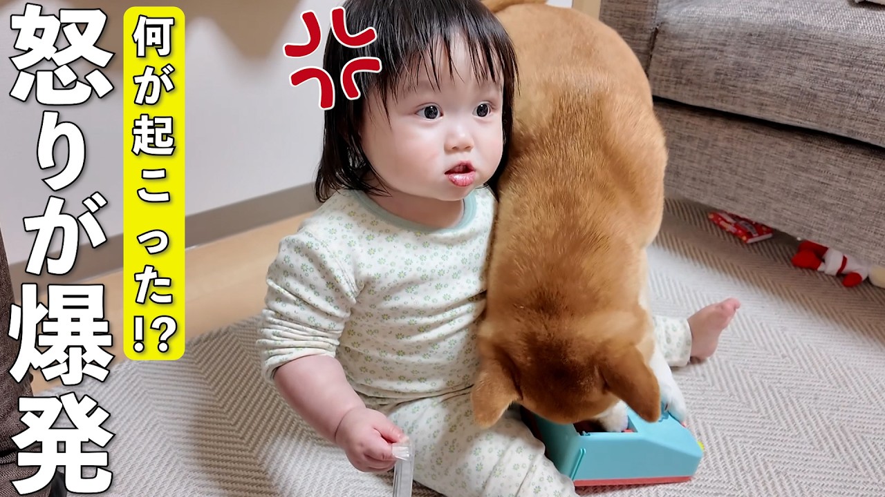 大人顔負けの怒り方で柴犬にブチギレる1歳娘がこちらwww