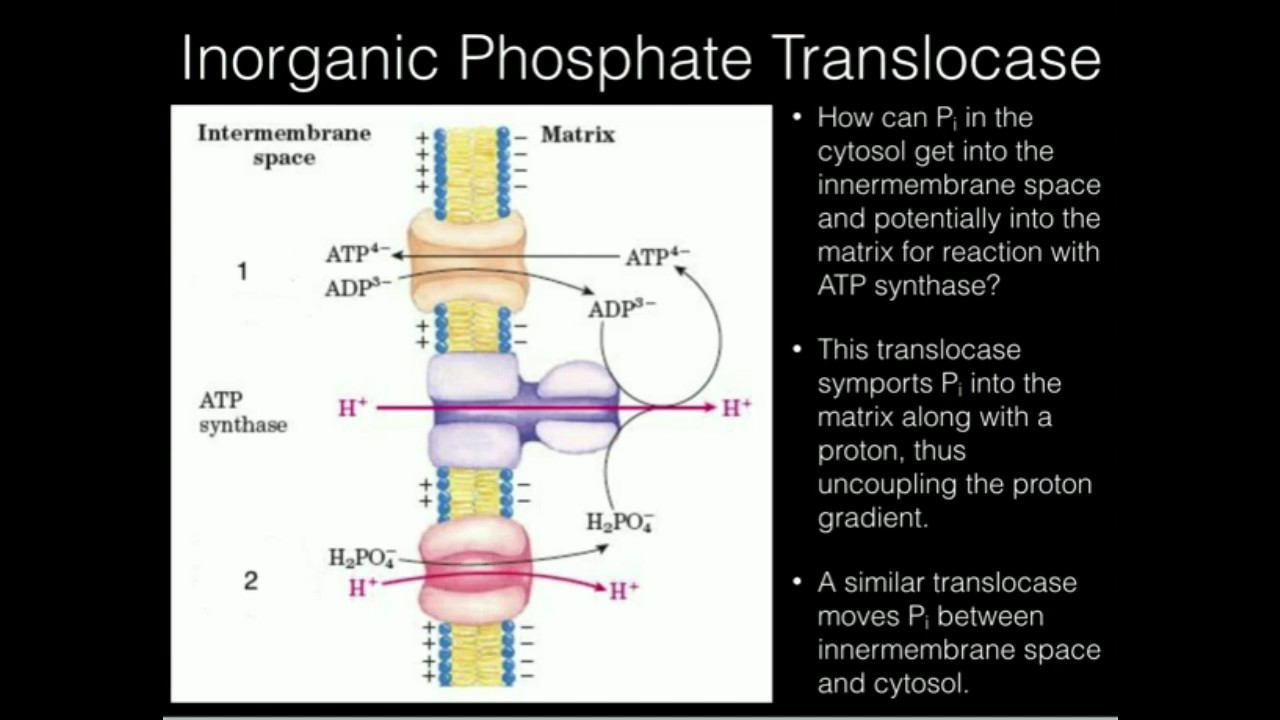 Inorganic Phosphate Translocase