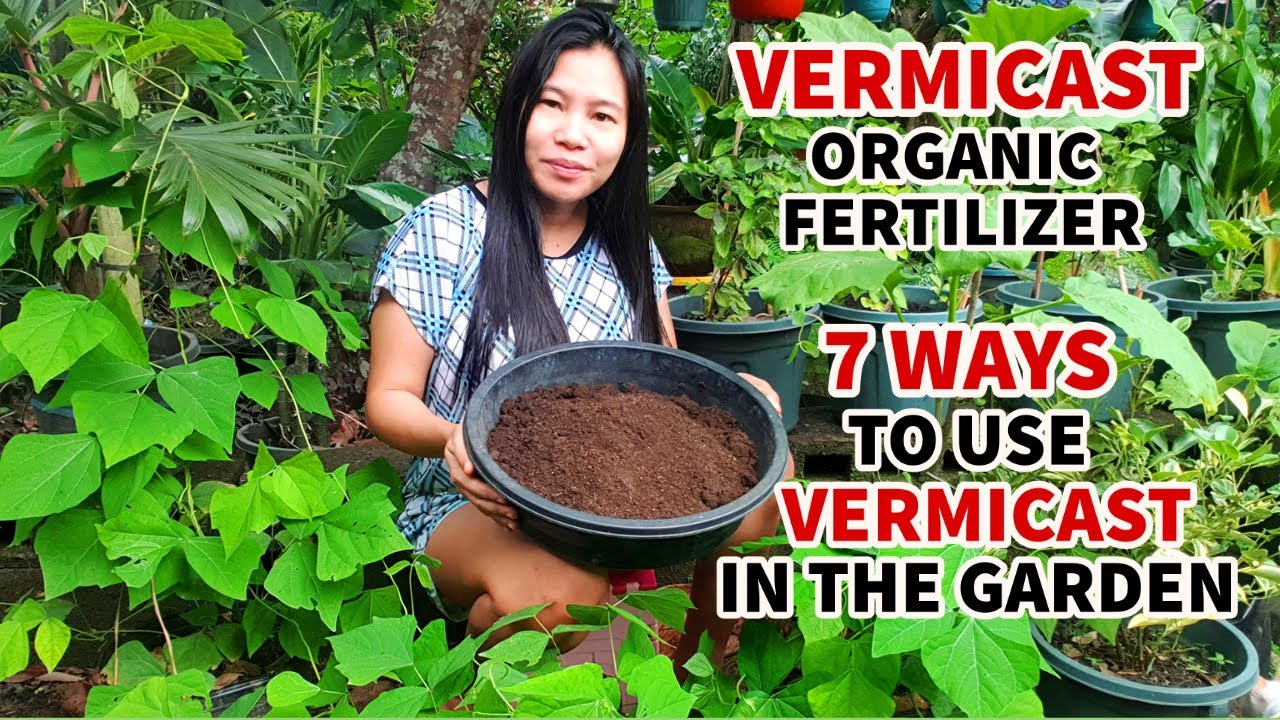 ORGANIC FERTILIZER: HOW TO USE VERMICAST AS FERTILIZER | 7 WAYS TO USE VERMICAST IN THE GARDEN