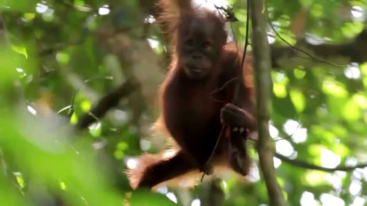 Let's celebrate the wonderful orang-utan | WWF