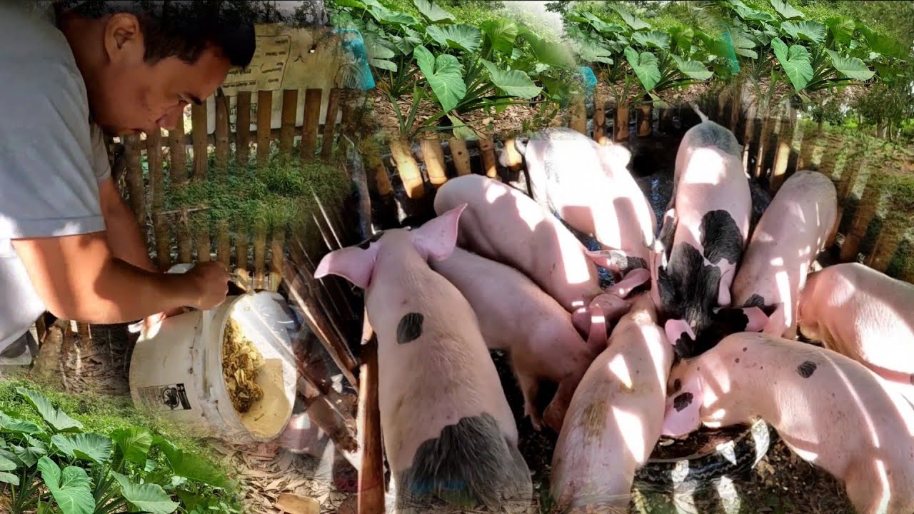 Tipid na Pagkain ng Baboy Solusyon sa Mahal na Feeds