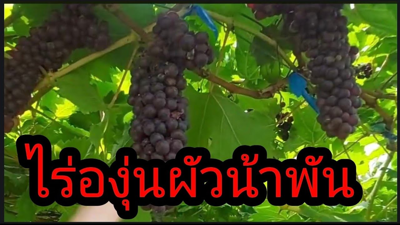 ไร่องุ่นผัวน้าพันจังหวัดสระบุรี