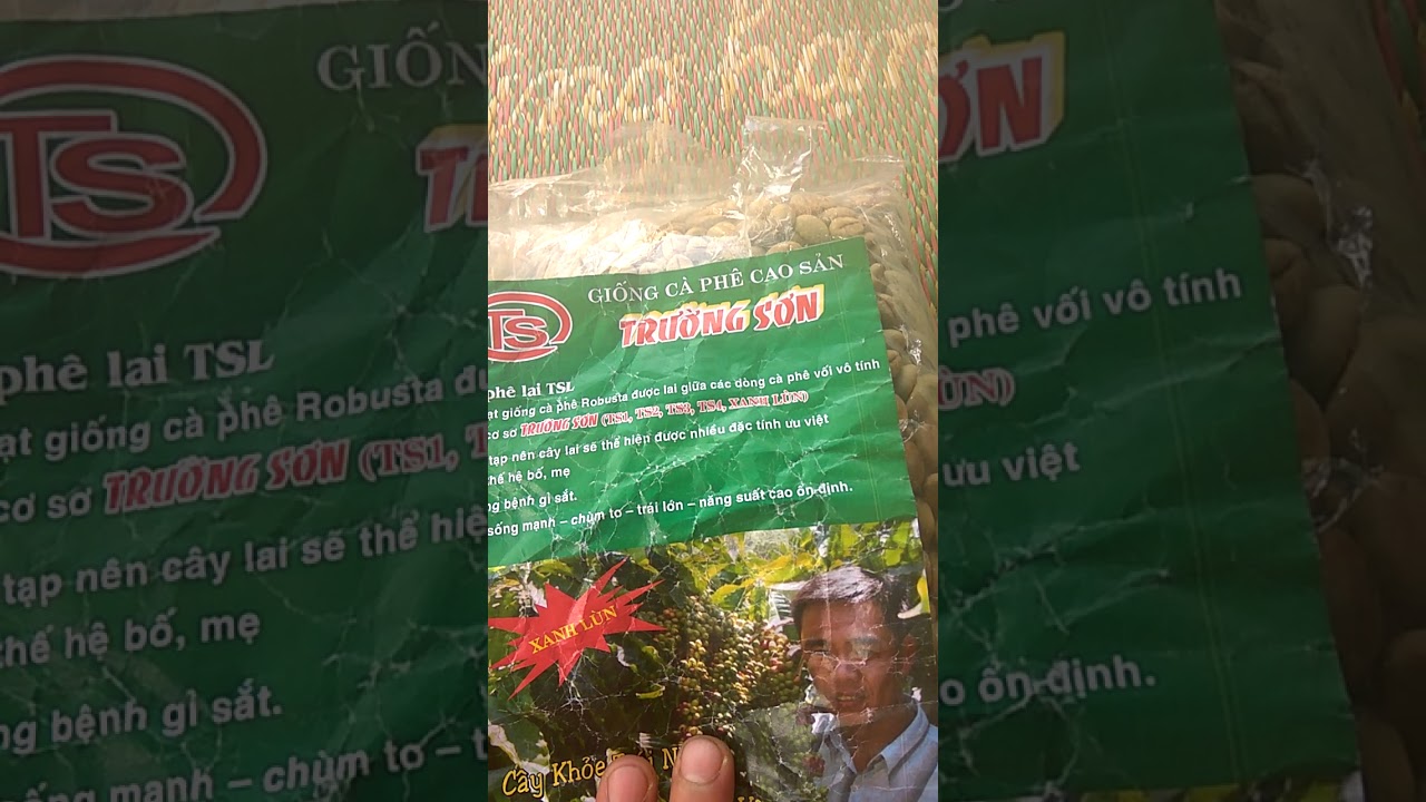 Phân biệt cà phê xanh lùn Trường Sơn và hàng nhái
