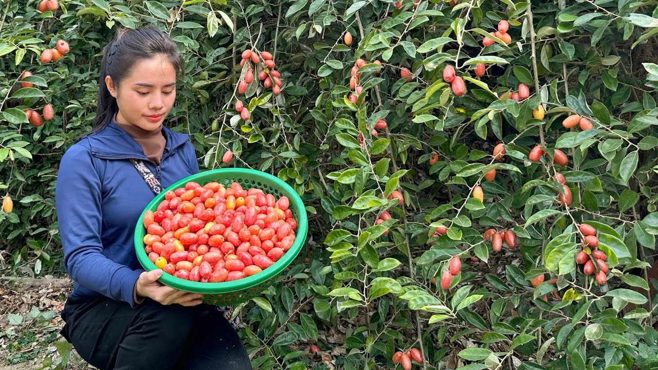 FULL VIDEO: 60 Days of harvesting tomatoes, papaya, and cabbage, bringing them to the market to sell