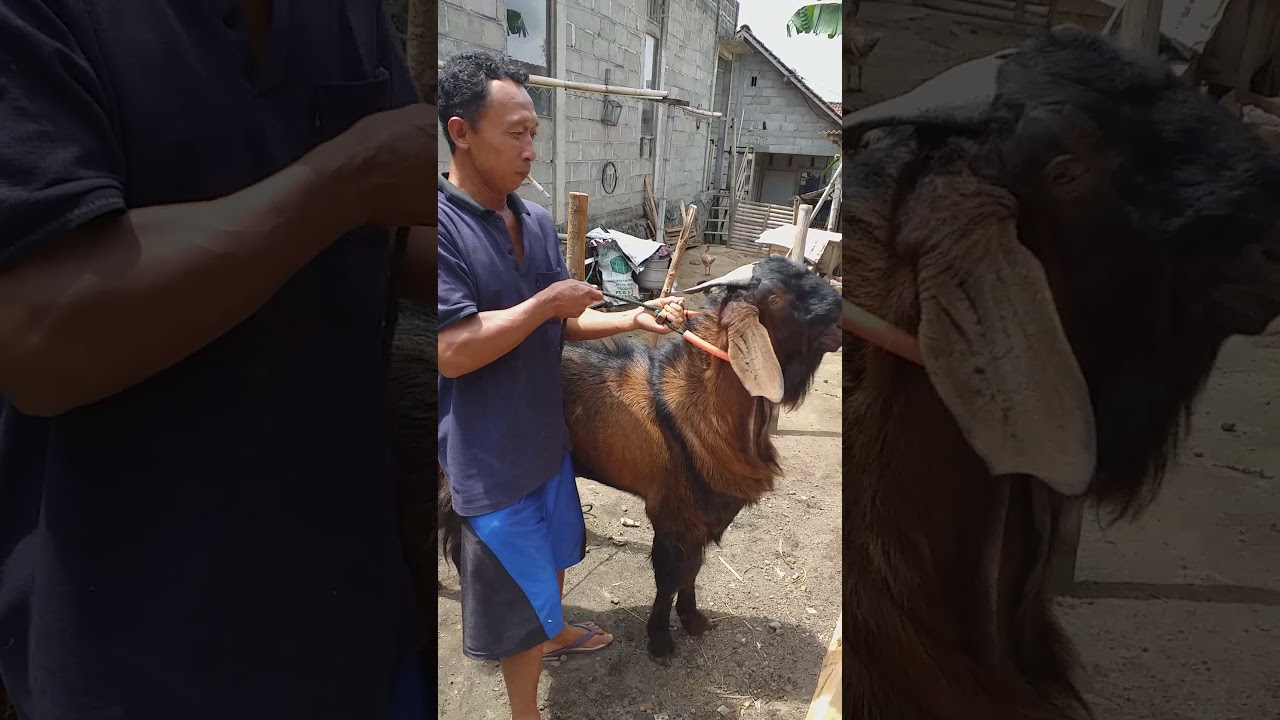 kambing jawa randu super jumbo..dgn hargA yg fantastis...warrrbiasaaa