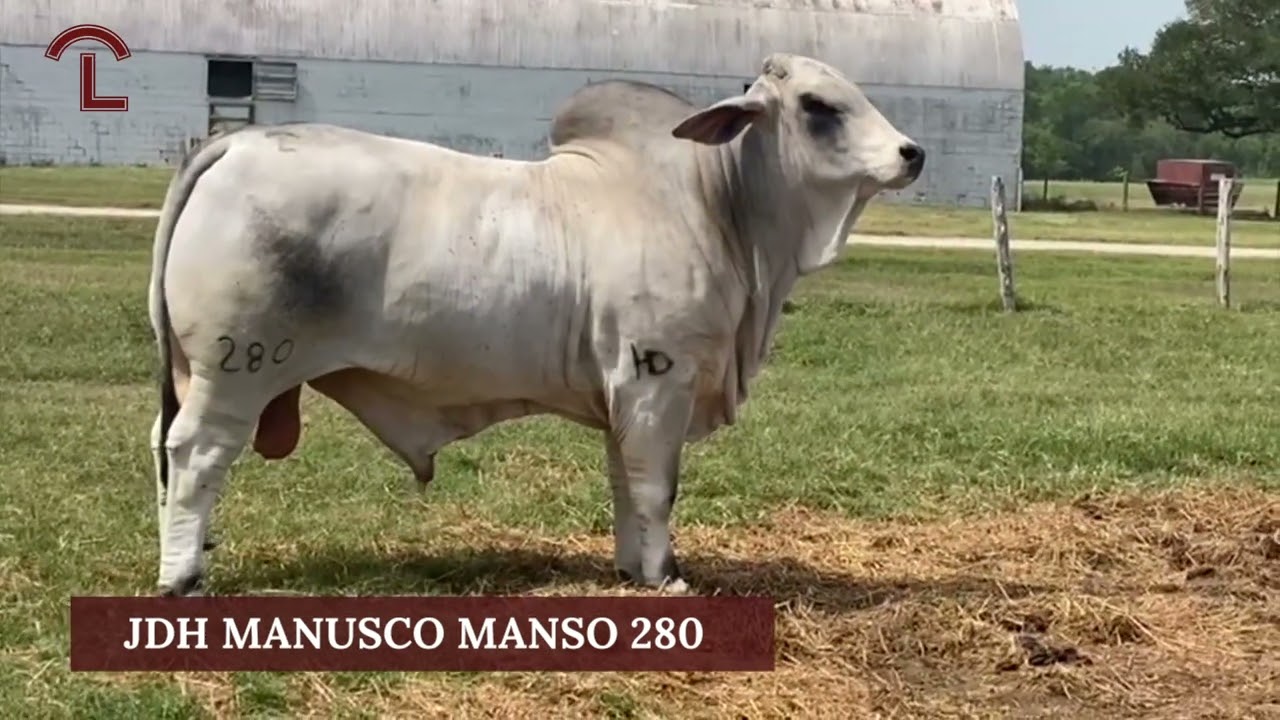 JDH Manusco Manso 280 | J.D. Hudgins American Brahman Bull