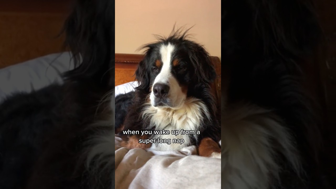 When You Wake Up From a Super Long Nap 😂 
