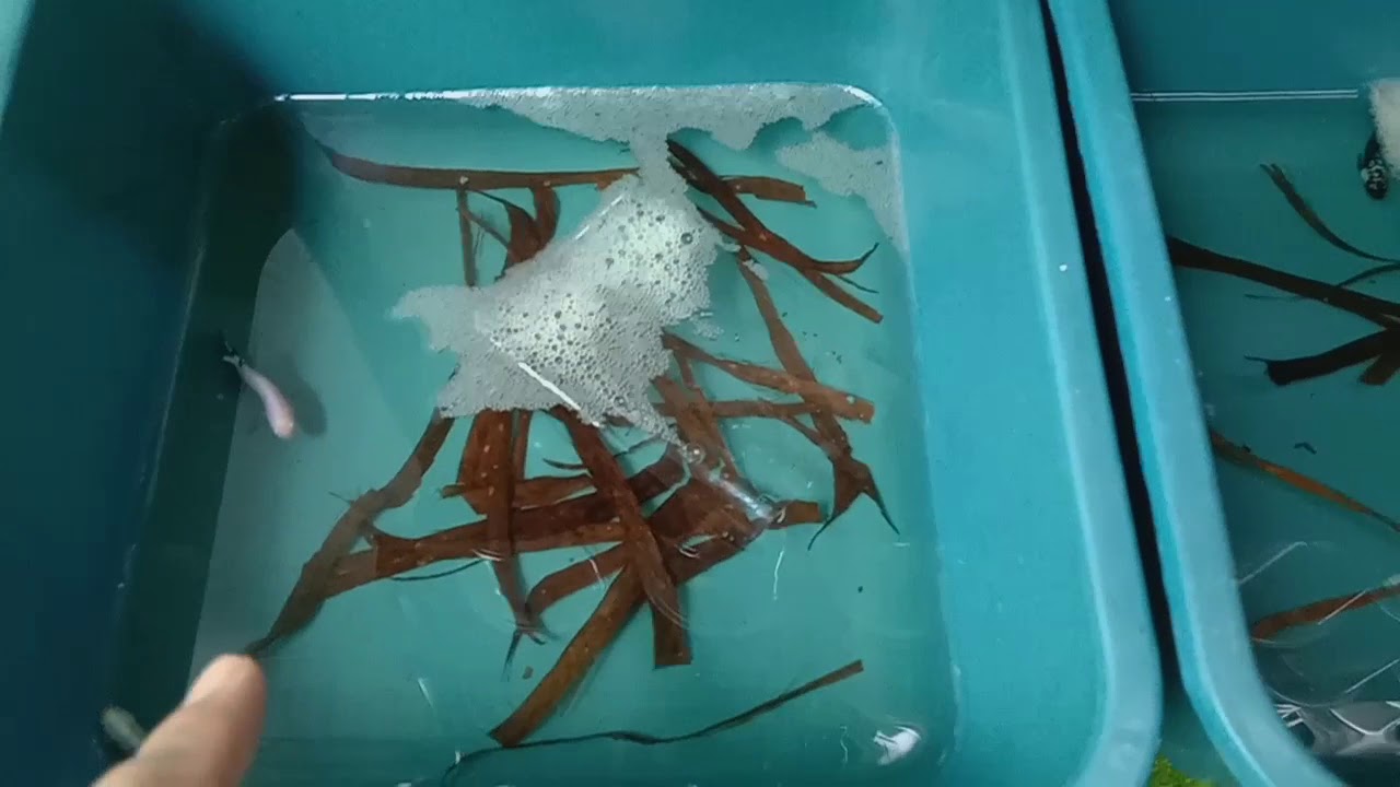 Cara Breed Ikan Laga Paling Mudah