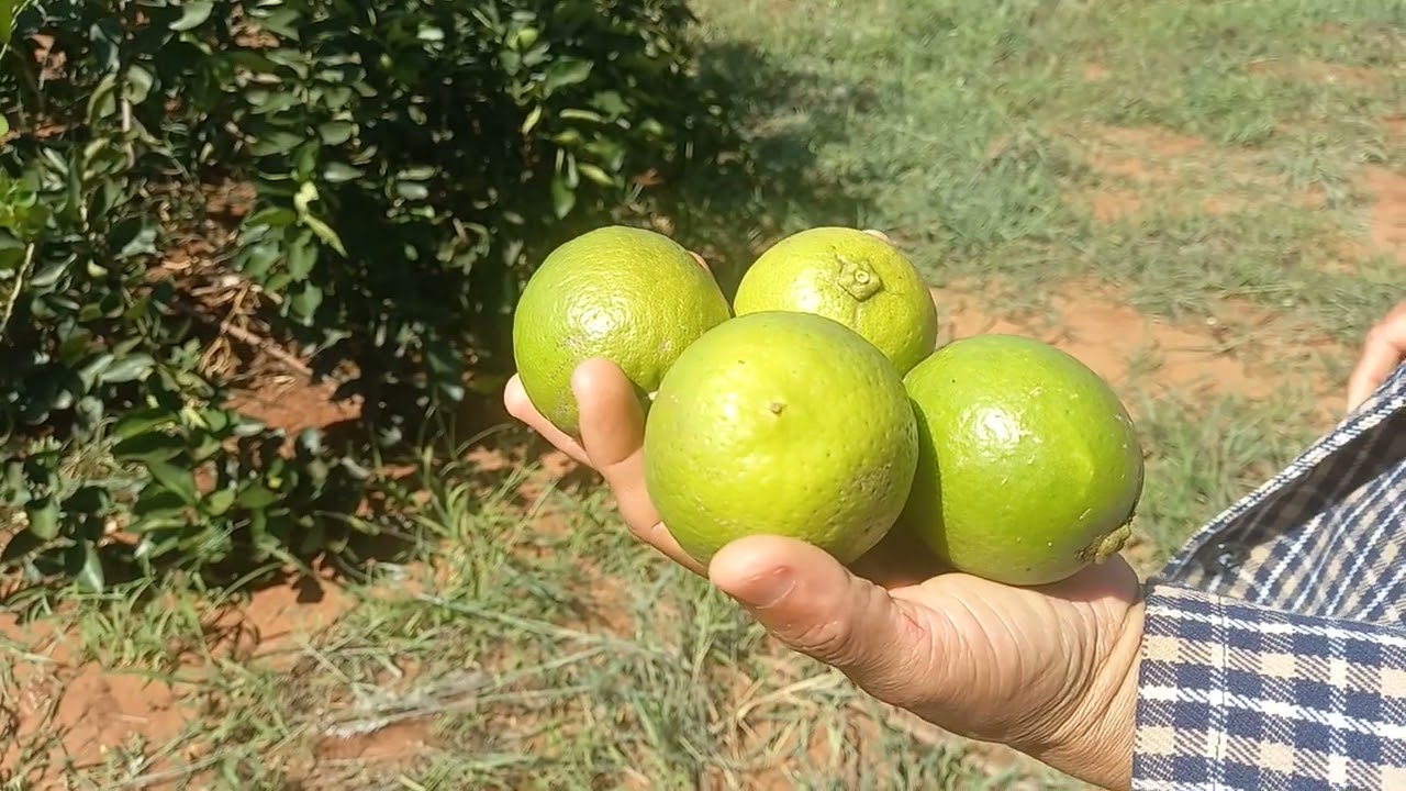 Roçando o pomar 