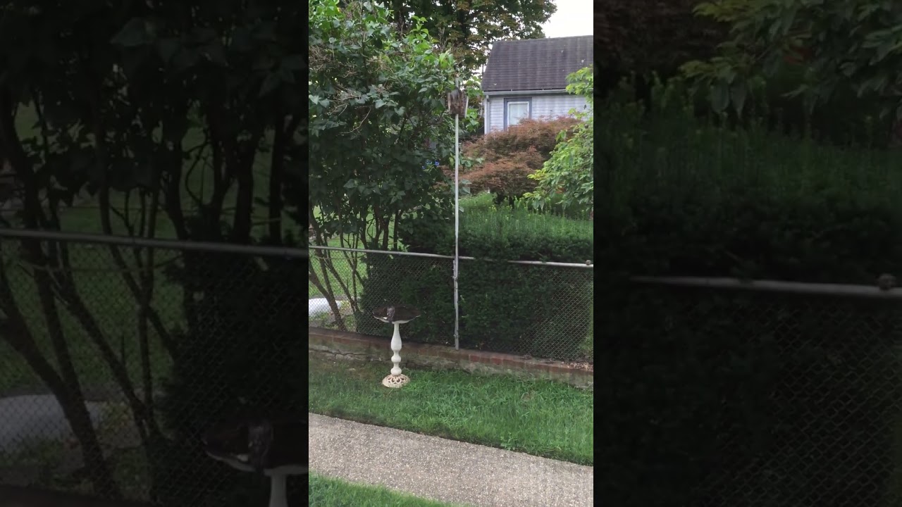 Squirrels and Wild birds having a good time in a relaxing and peaceful European setting.