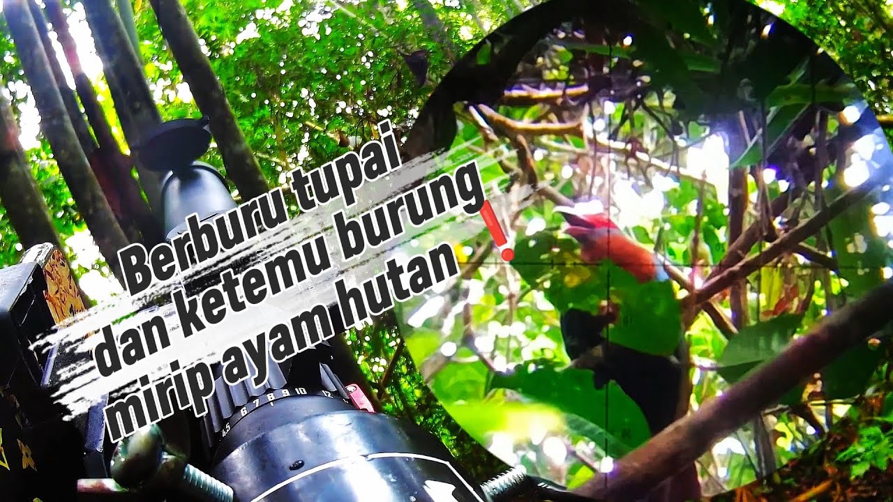 BERBURU TUPAI DIHUTAN ❗❗ DAN KETEMU BURUNG MIRIP AYAM HUTAN ❗