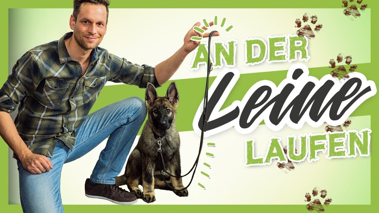 An der LEINE laufen &ndash; So lernt es dein WELPE garantiert