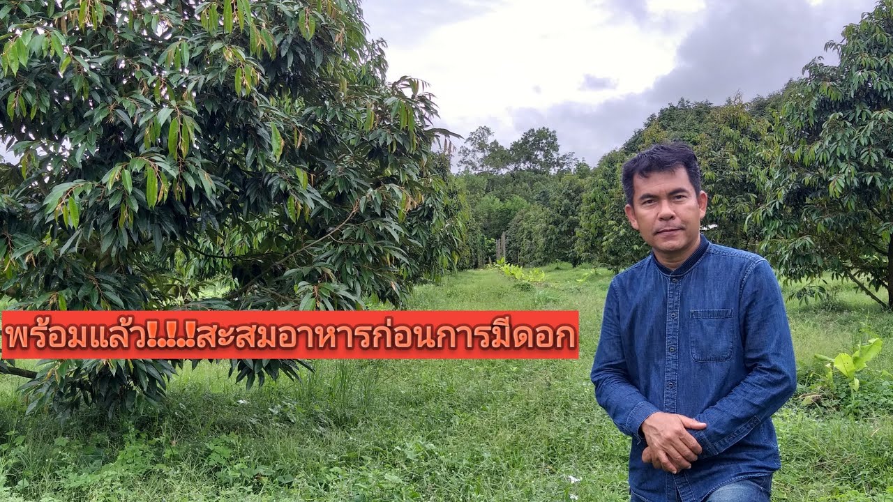 ขั้นตอนการเตรียมต้นทุเรียนสาวให้ติดลูกปีแรก ตอนที่5:เริ่มสะสมอาหาร | ทุเรียน เป็นเอก