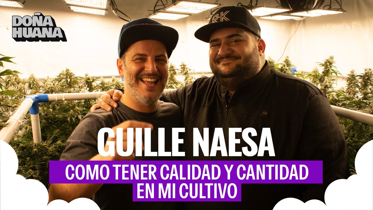 &iquest;C&Oacute;MO TENER CALIDAD Y CANTIDAD EN MI CULTIVO? ceniza blanca // SELECCI&Oacute;N DE GEN&Eacute;TICAS - GUILLE NAESA