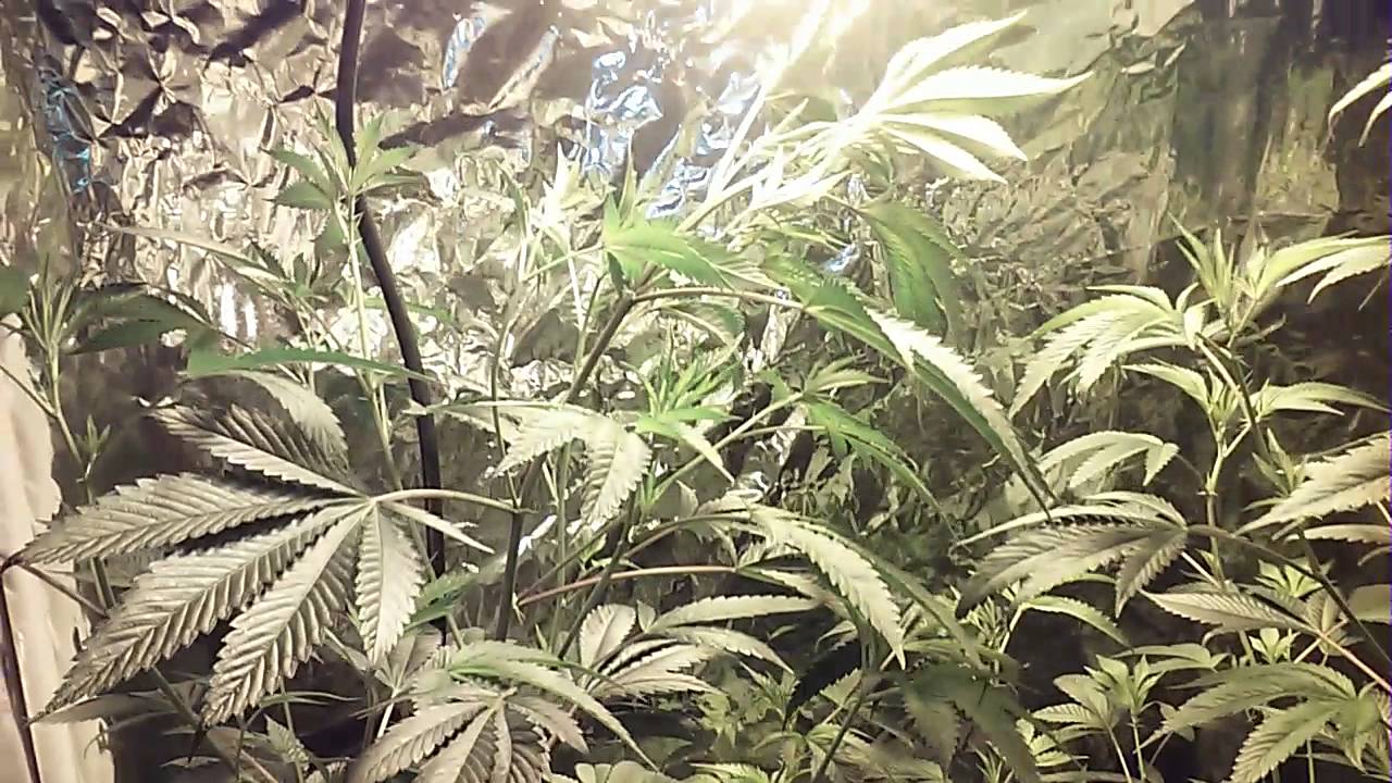 How to make a homemade grow room