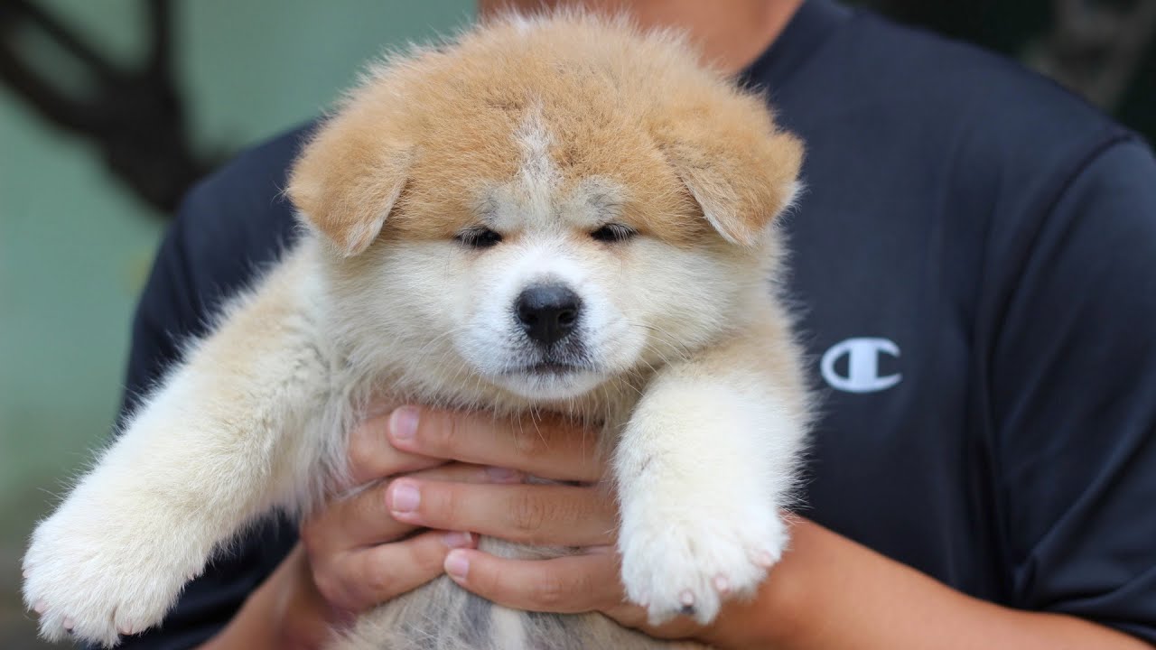 댕댕이 강아지 아키타견 성장과정 모음