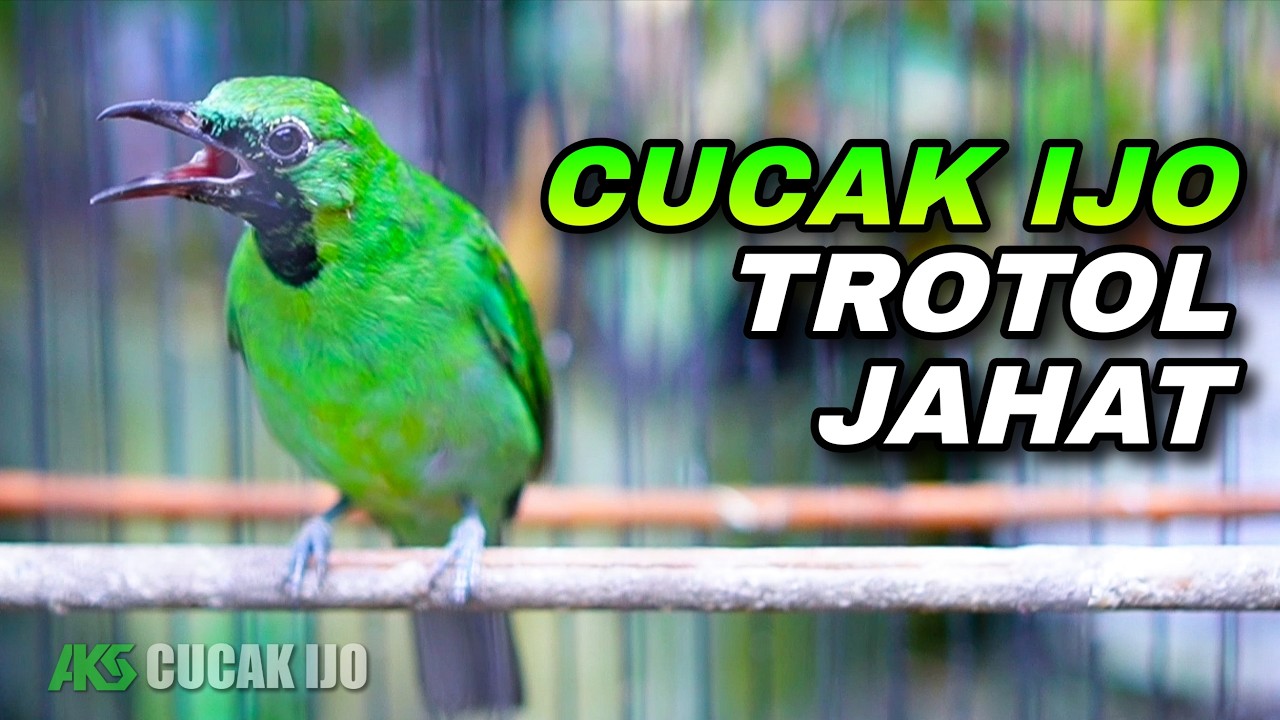 CUCAK IJO TROTOL GACOR FULL ISIAN KATEM COCOK UNTUK PANCINGAN DAN MASTERAN IJO AGAR CEPAT RESPON