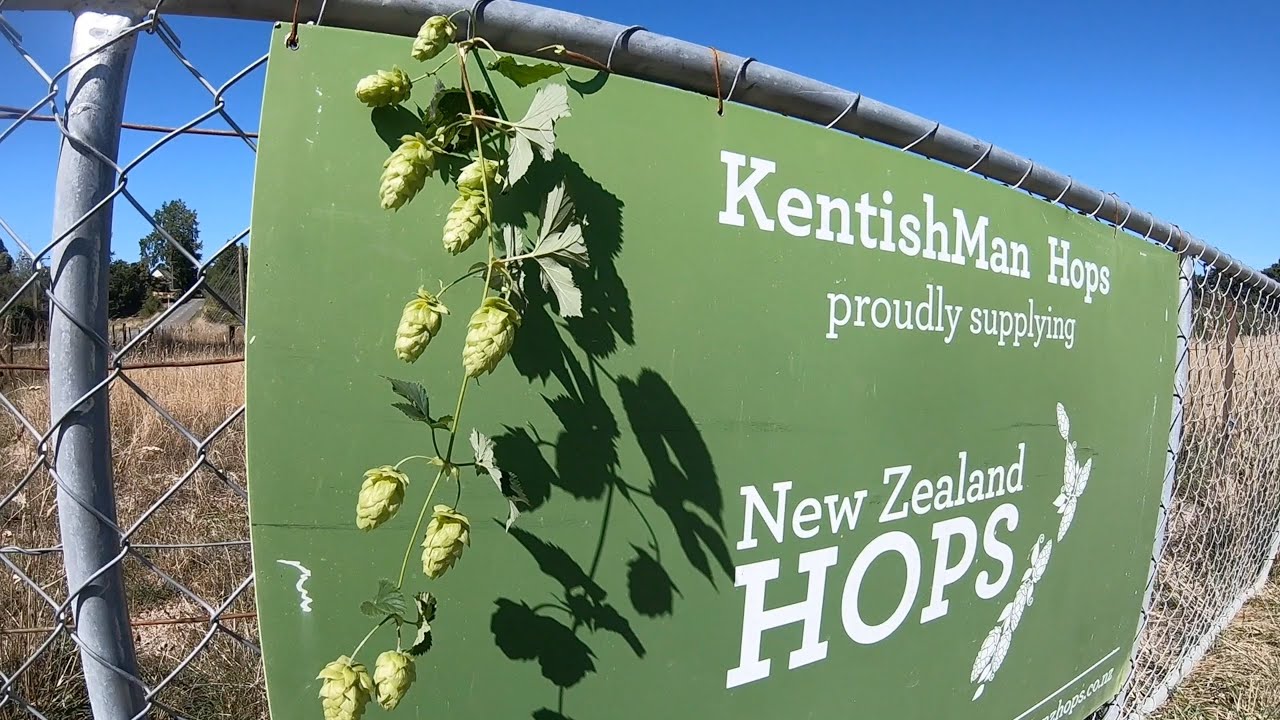 Hop Harvest NZ - Kentishman Hops