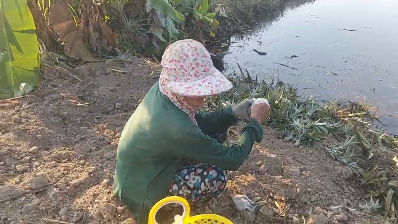 Bữa nay đi rẫy khóm 🍍🍍🍍 chỉ còn hai chị em thôi 