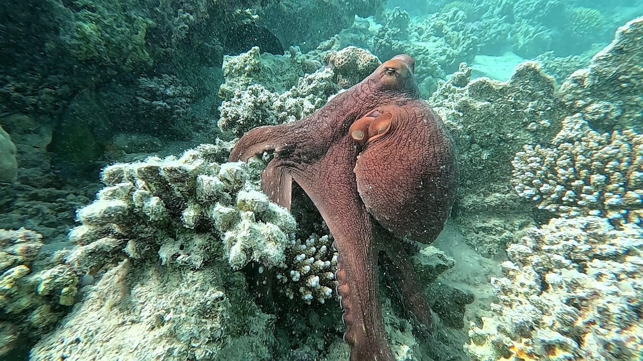 Krake Shoni Bay 2025