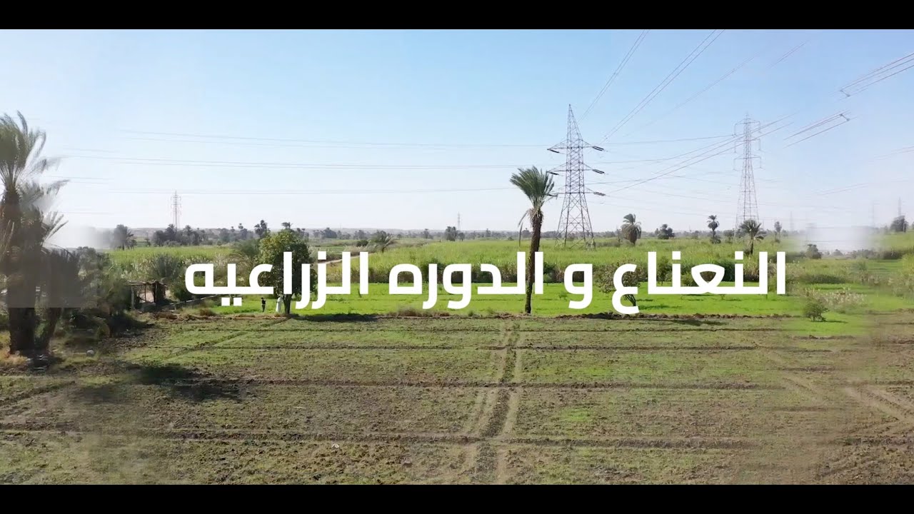النعناع و الدورة الزراعية
