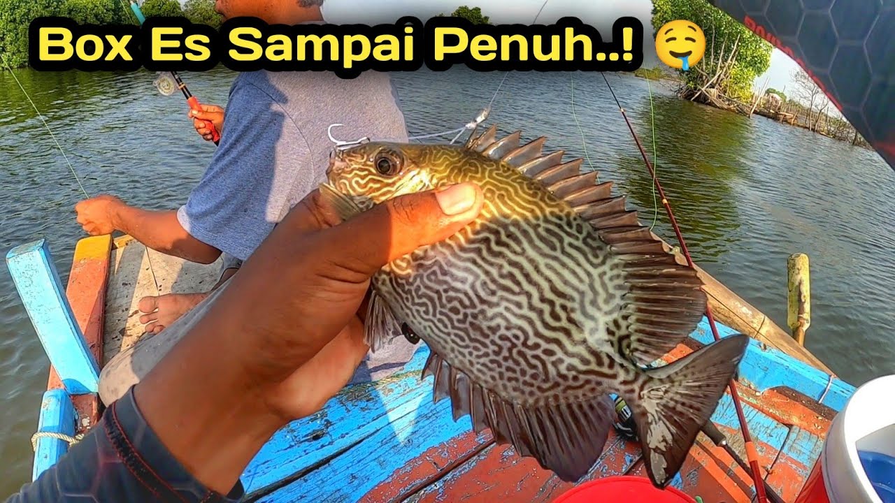 SPOT EDAN..! CUMA 2 JAM BOX ES SAMPE LUBER ISI IKAN LEZAT SEMUA..!
