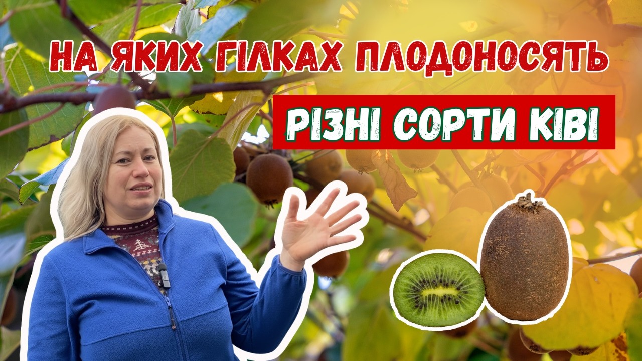 На яких гілках плодоносять різні сорти ківі🥝😋