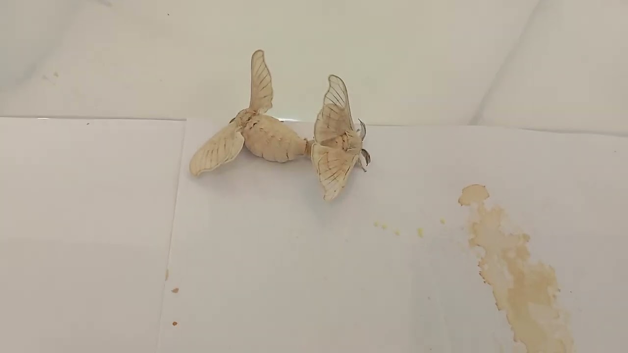 Domesticated silkworm moth(bombyx mori) copulation  WARNING ⚠️: Contains silkworm mating behaviour. 