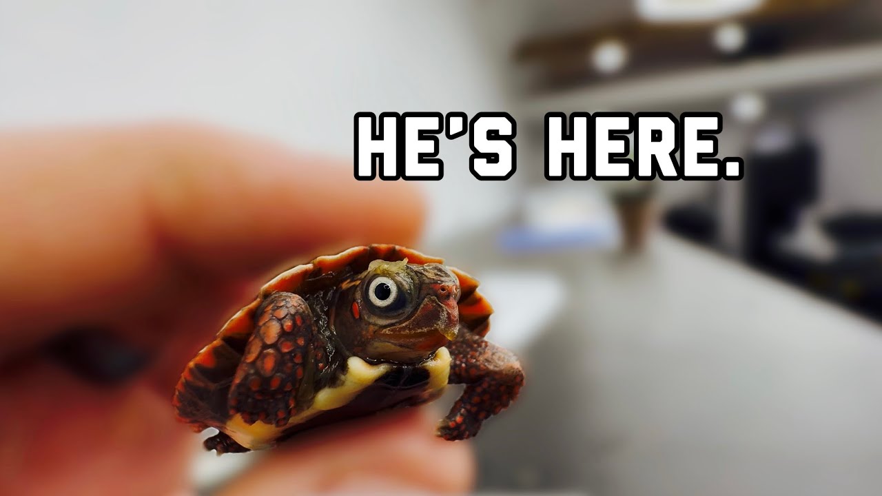 I Did It… I Got a new Turtle 🐢 (Again 😅)