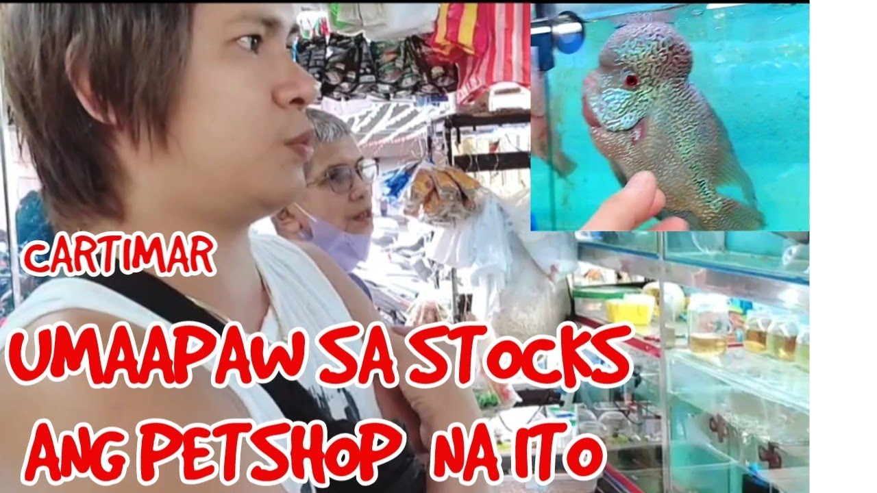 CARTIMAR  AQUALAND ALLEY QUALITY FLOWERHORN AT BETTA FISH