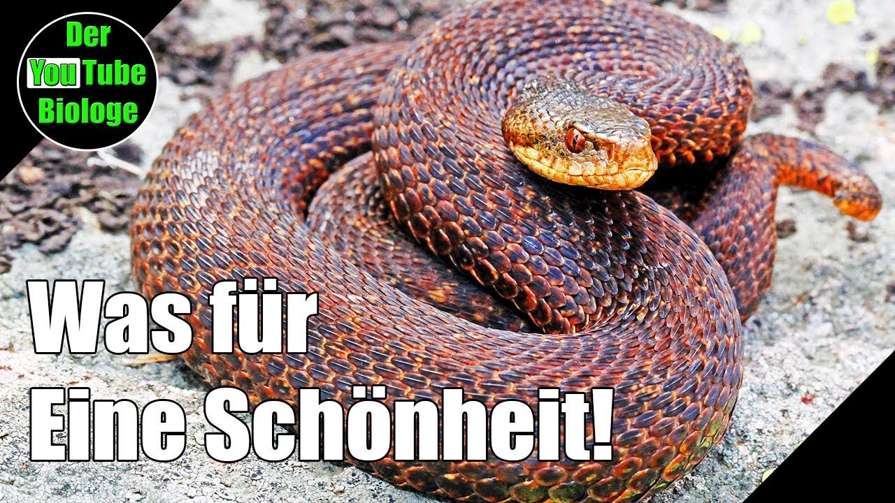 Kreuzotter - Ein einzigartiges Exemplar! Noch nie gesehen!
