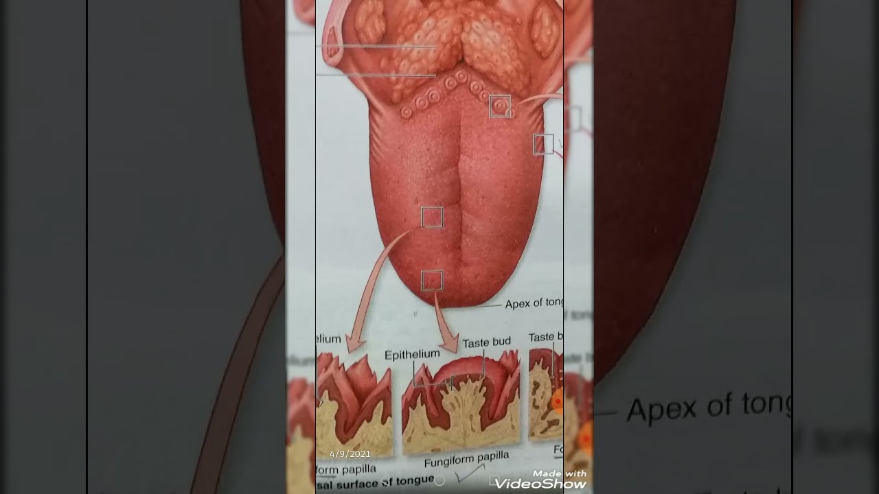 The Histology of Tongue,2nd yr medical!