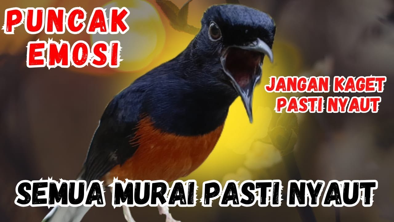 EMOSI MELEDAK🔴murai batu gacor sangat AMPUH buat PANCINGAN murai batu agar NYAUT gacor EMOSI