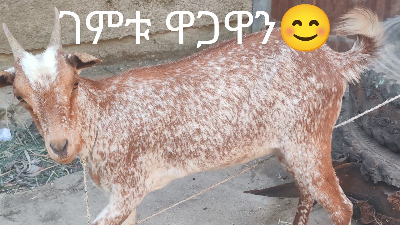 ሸበላዉ ፍየል ገዝቶ ሰብራዝ አደረገኝ😂👈